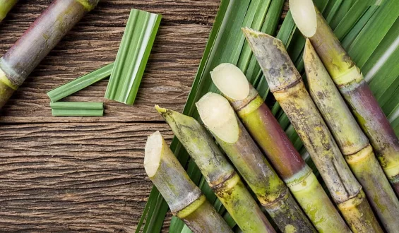 Fascinating Facts about Sugarcane