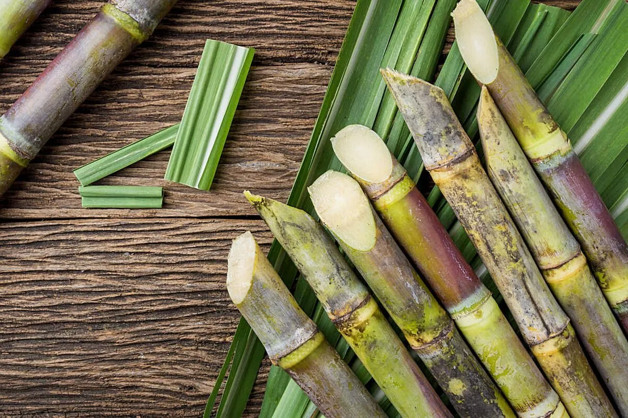 Fascinating Facts about Sugarcane